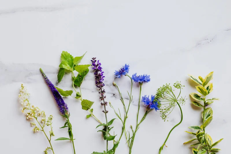 Beginner’s Guide to Growing Edible Herbs Indoors Year-Round