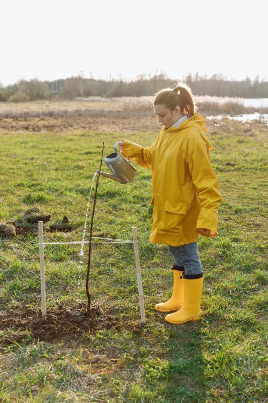 All-Season Gardening Tips for a Thriving Green Space