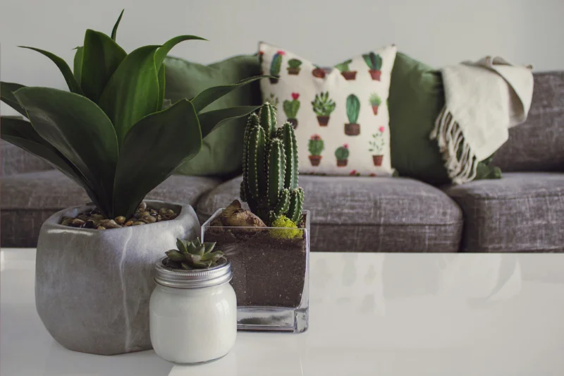 How to Create a Low-Allergen Home With the Right Plants & Decor