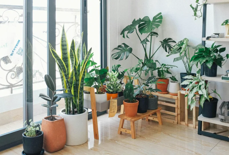 Low-Maintenance Indoor Plants That Instantly Elevate Your Space