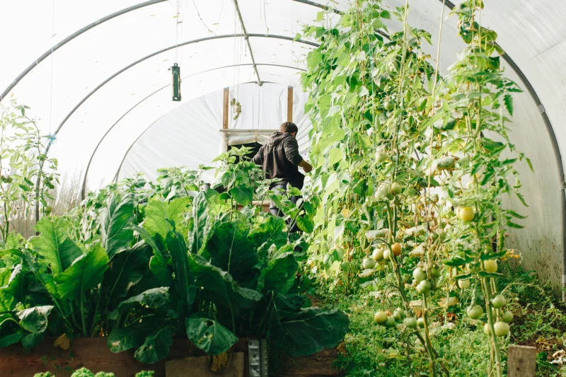 Organic Gardening Made Easy: A Deep Dive into Natural Care