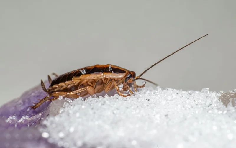 Natural vs. Chemical Pest Control: Best Home Solutions
